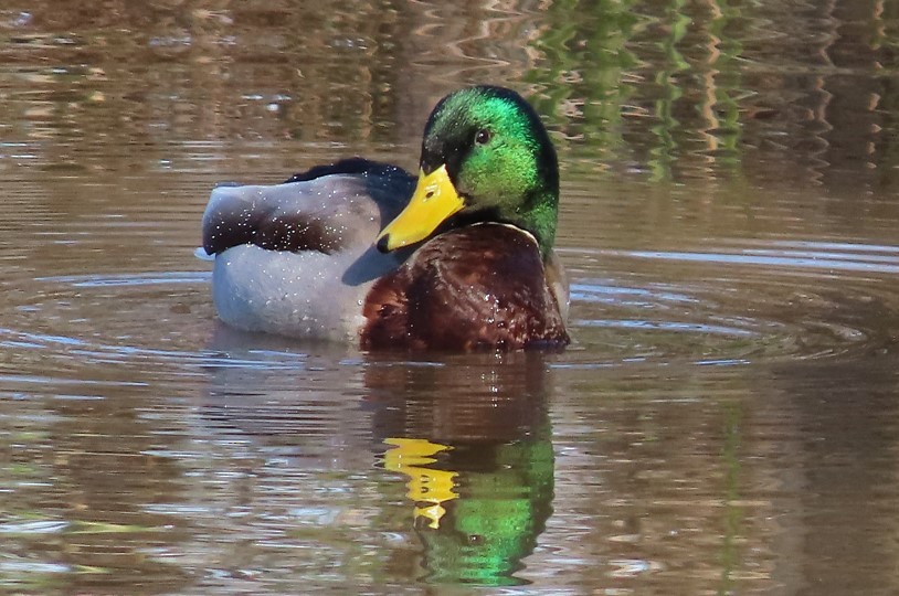 Mallard - ML391787461