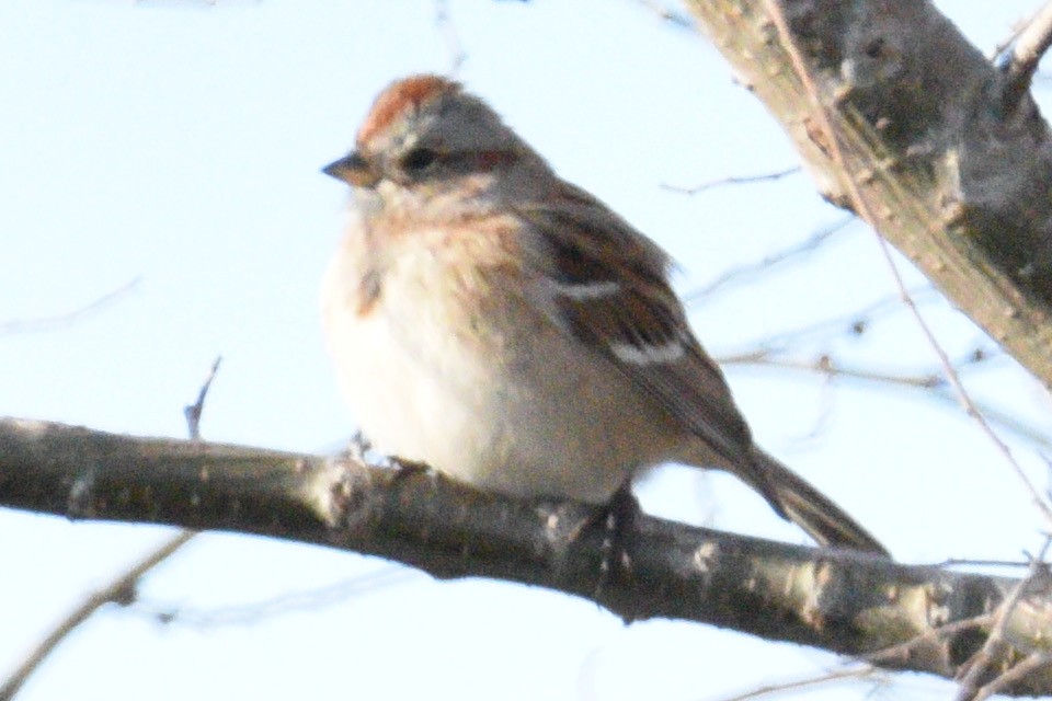 American Tree Sparrow - ML391787801