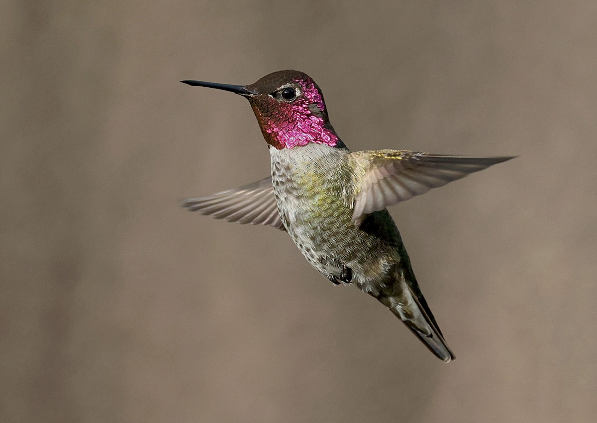 Anna's Hummingbird - ML391788171