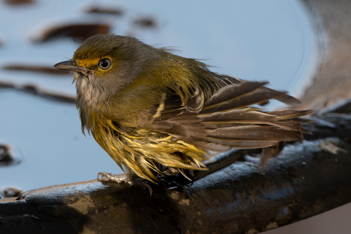 Ak Gözlü Vireo - ML391791111