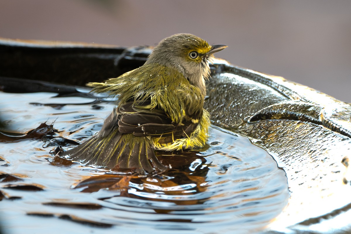 Ak Gözlü Vireo - ML391791141