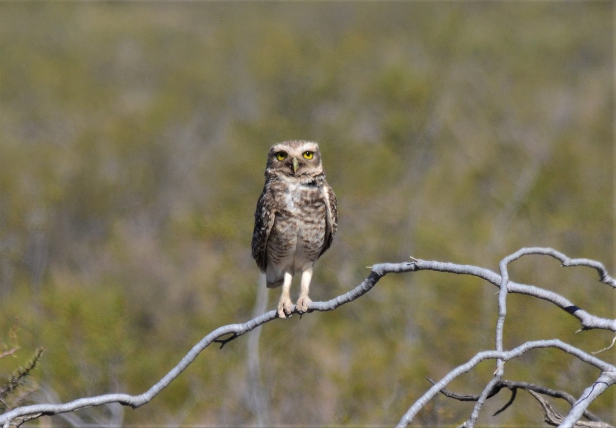 Burrowing Owl - ML391791171