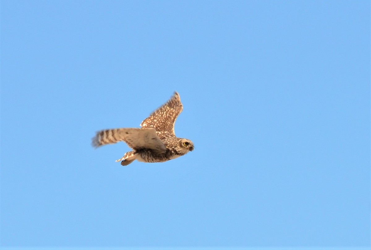 Burrowing Owl - ML391791271