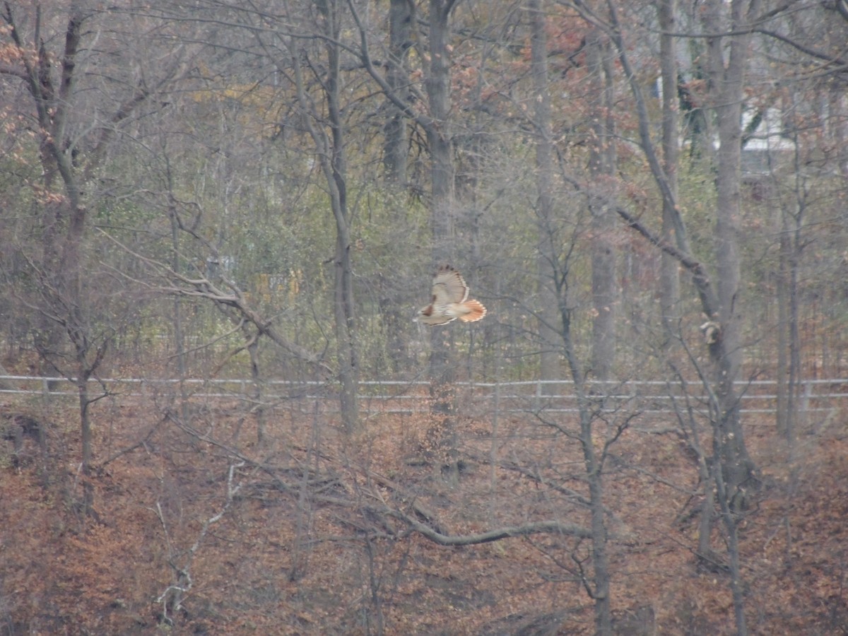 Red-tailed Hawk - ML391791671