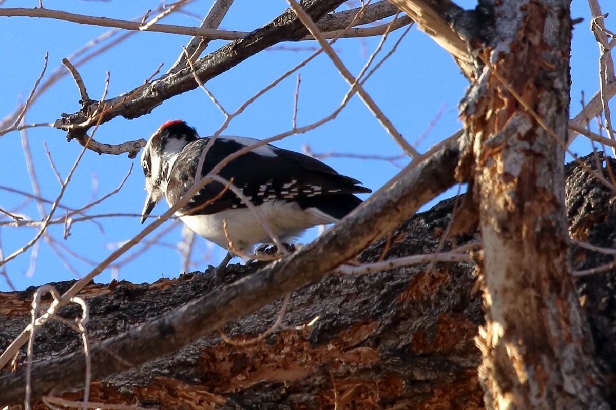 Hairy Woodpecker (Rocky Mts.) - ML391791811