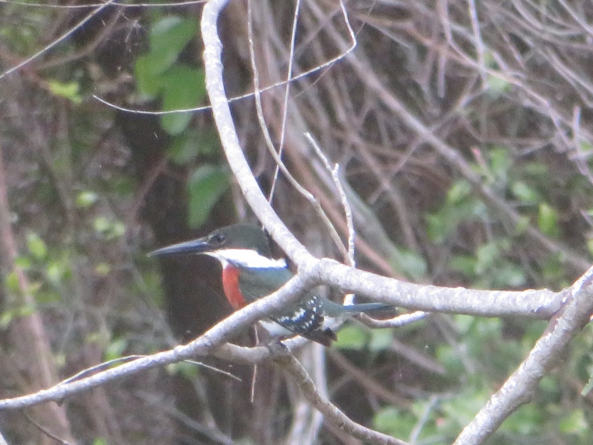 Green Kingfisher - ML391794981