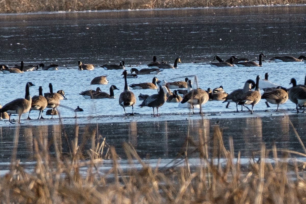 Snow Goose - ML391795191