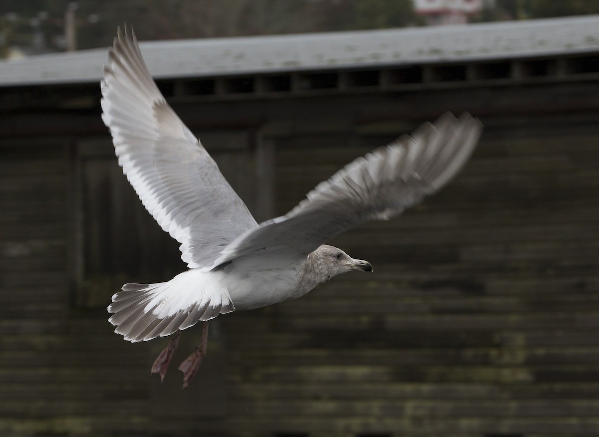 Glaucous-winged Gull - ML39179591