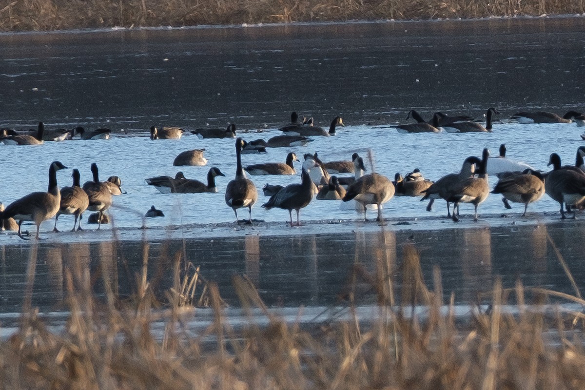 Snow Goose - ML391796061