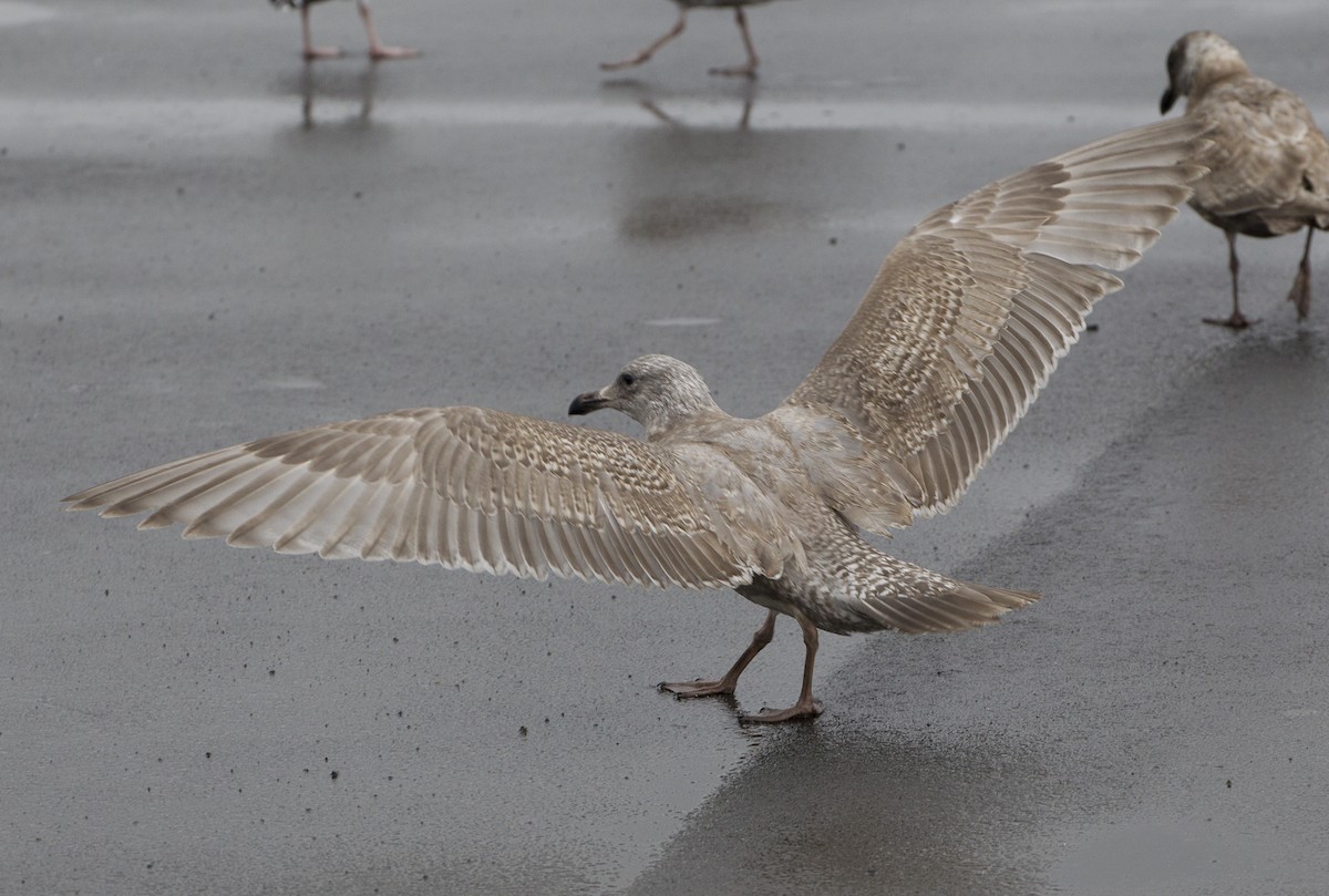 Glaucous-winged Gull - ML39179641