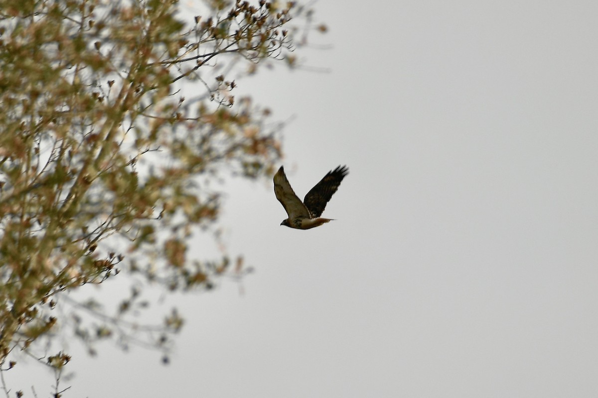 Red-tailed Hawk - ML391796521