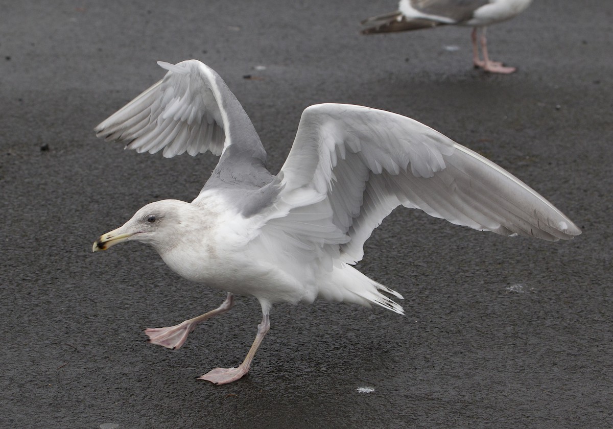 Glaucous-winged Gull - ML39179671