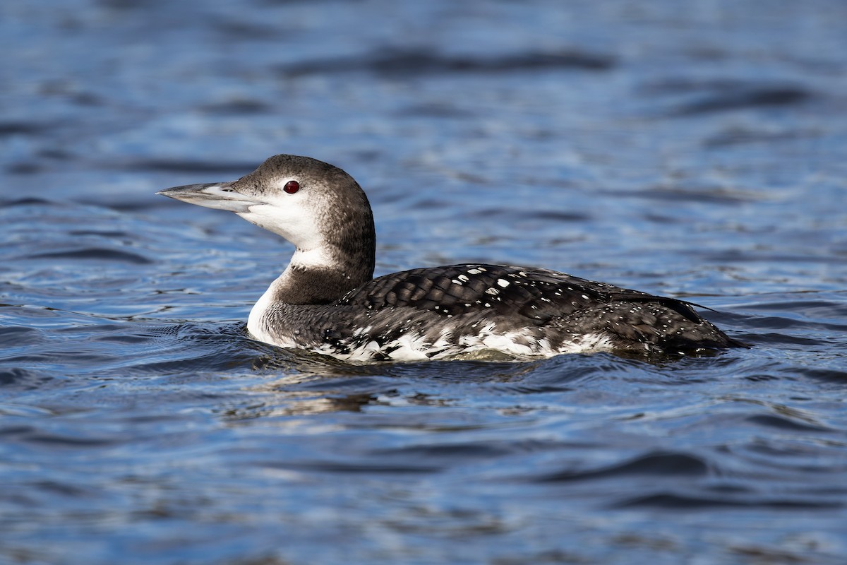 Common Loon - ML391797191