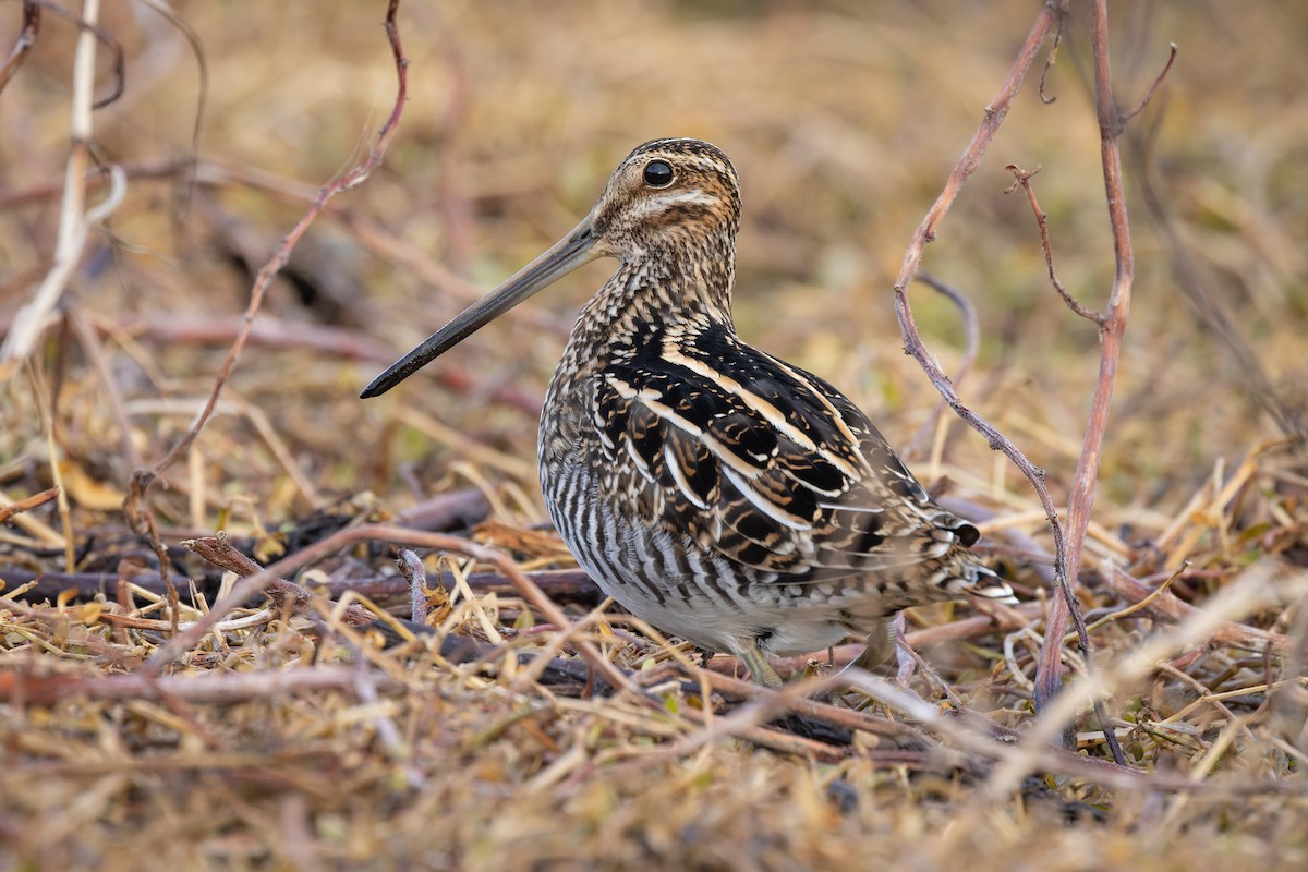 Wilson's Snipe - ML391797271