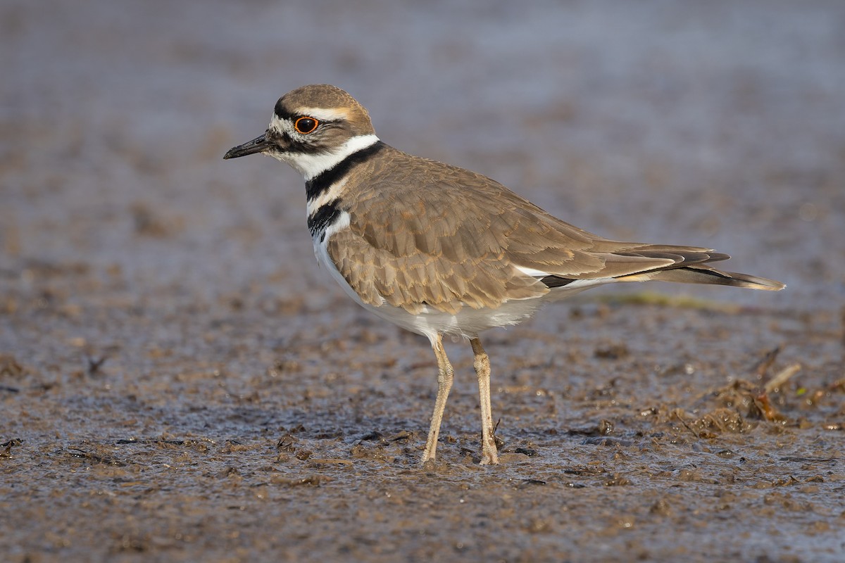 ML391797311 - Killdeer - Macaulay Library