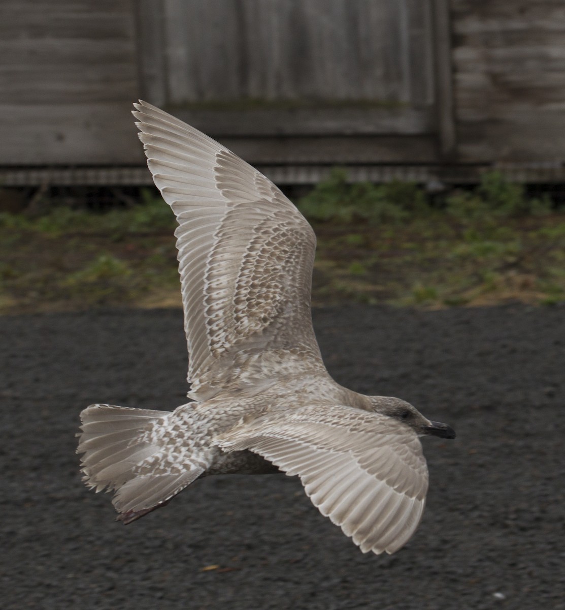 Goéland à ailes grises - ML39179761