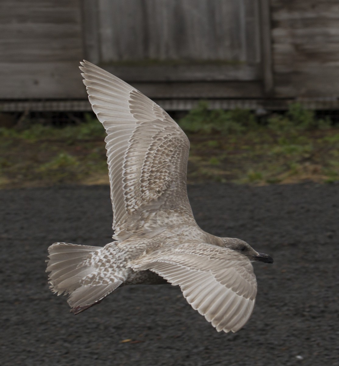 Glaucous-winged Gull - ML39179761