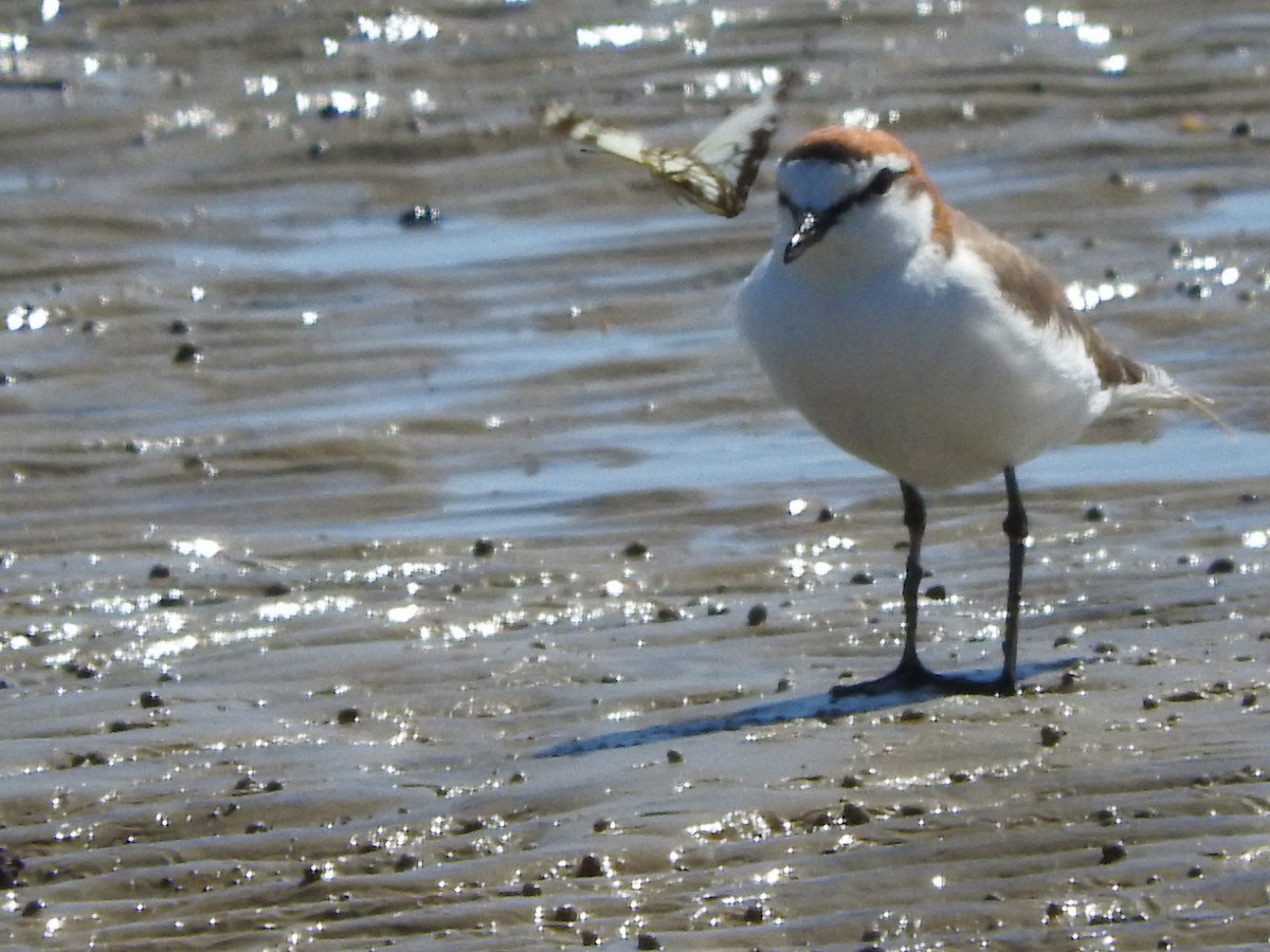 Red-capped Plover - ML39179881