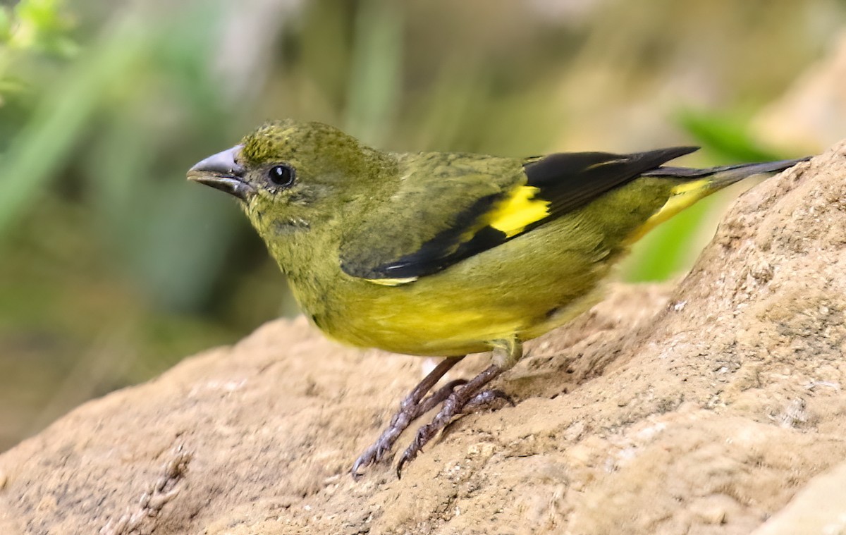 Yellow-bellied Siskin - ML391799111