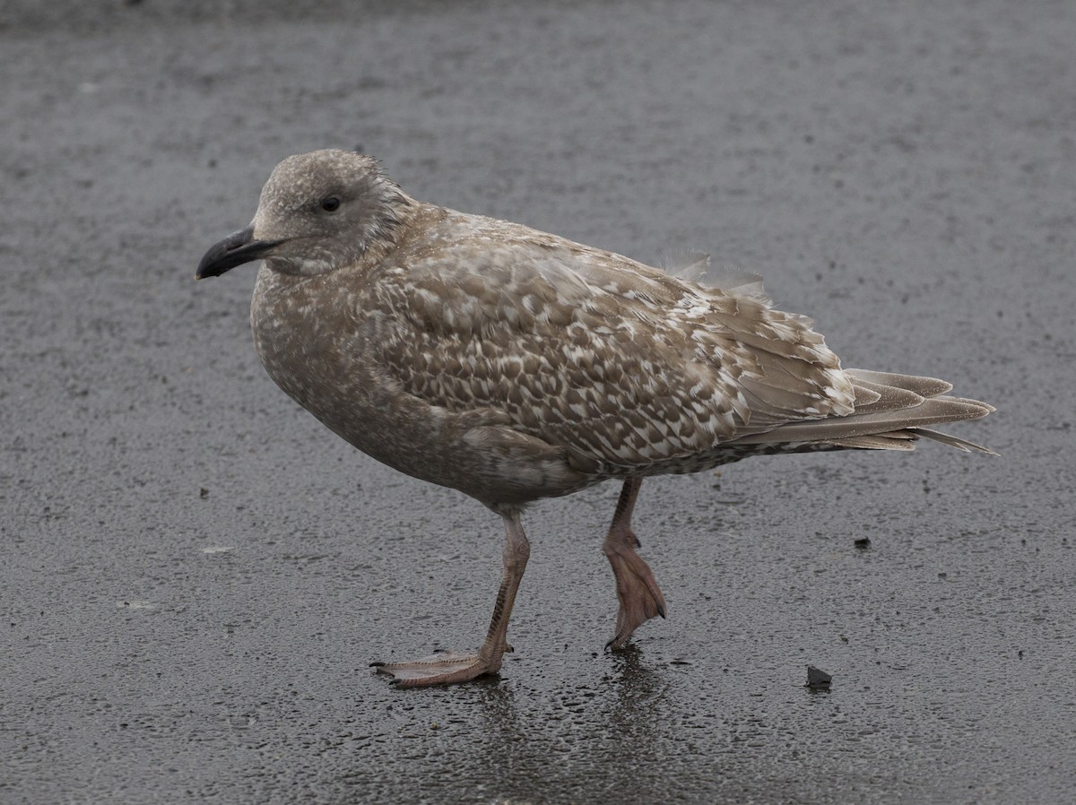 Glaucous-winged Gull - ML39179981