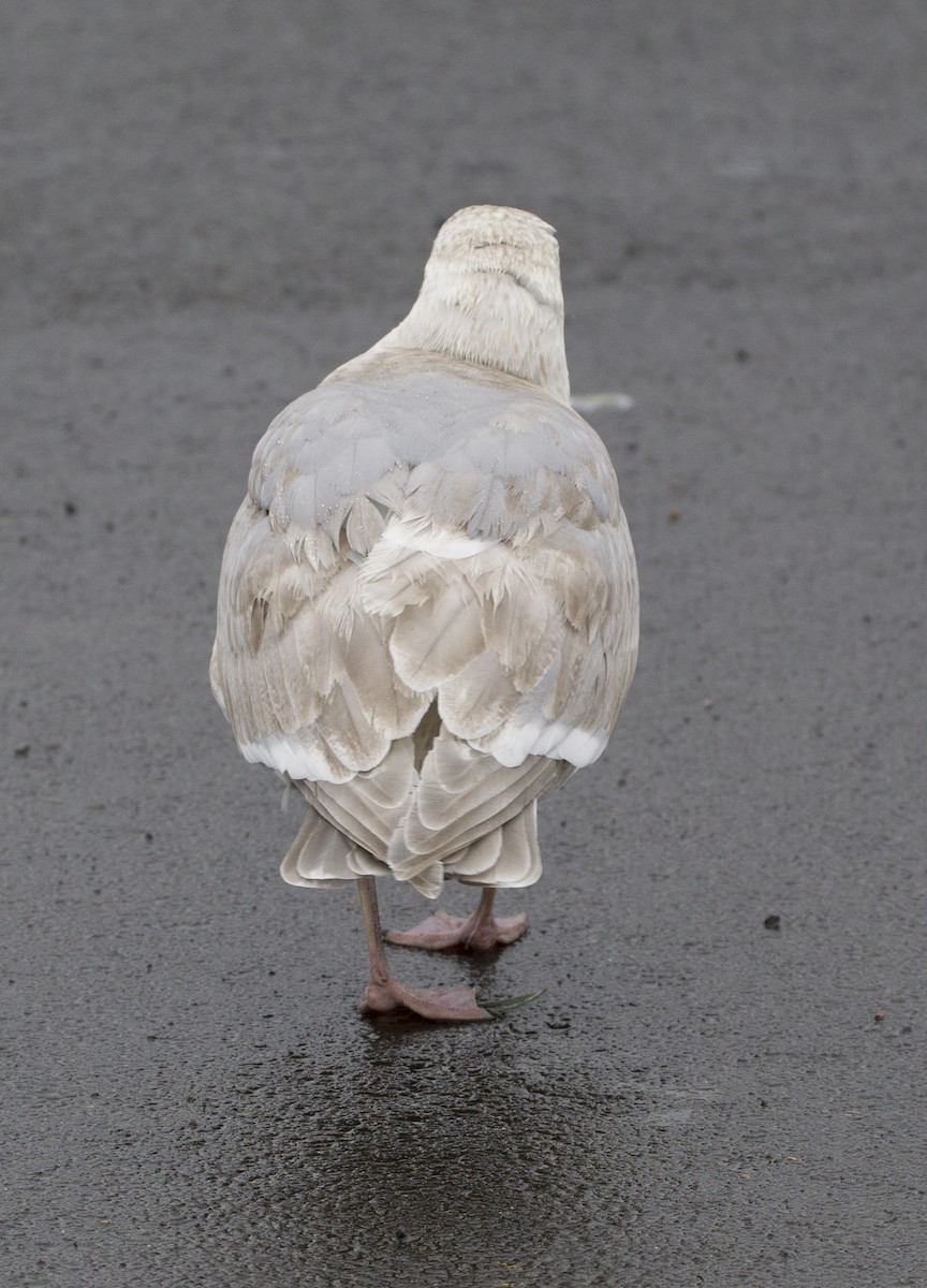 Glaucous-winged Gull - ML39180011