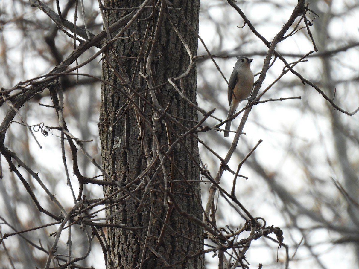Tufted Titmouse - ML391800371