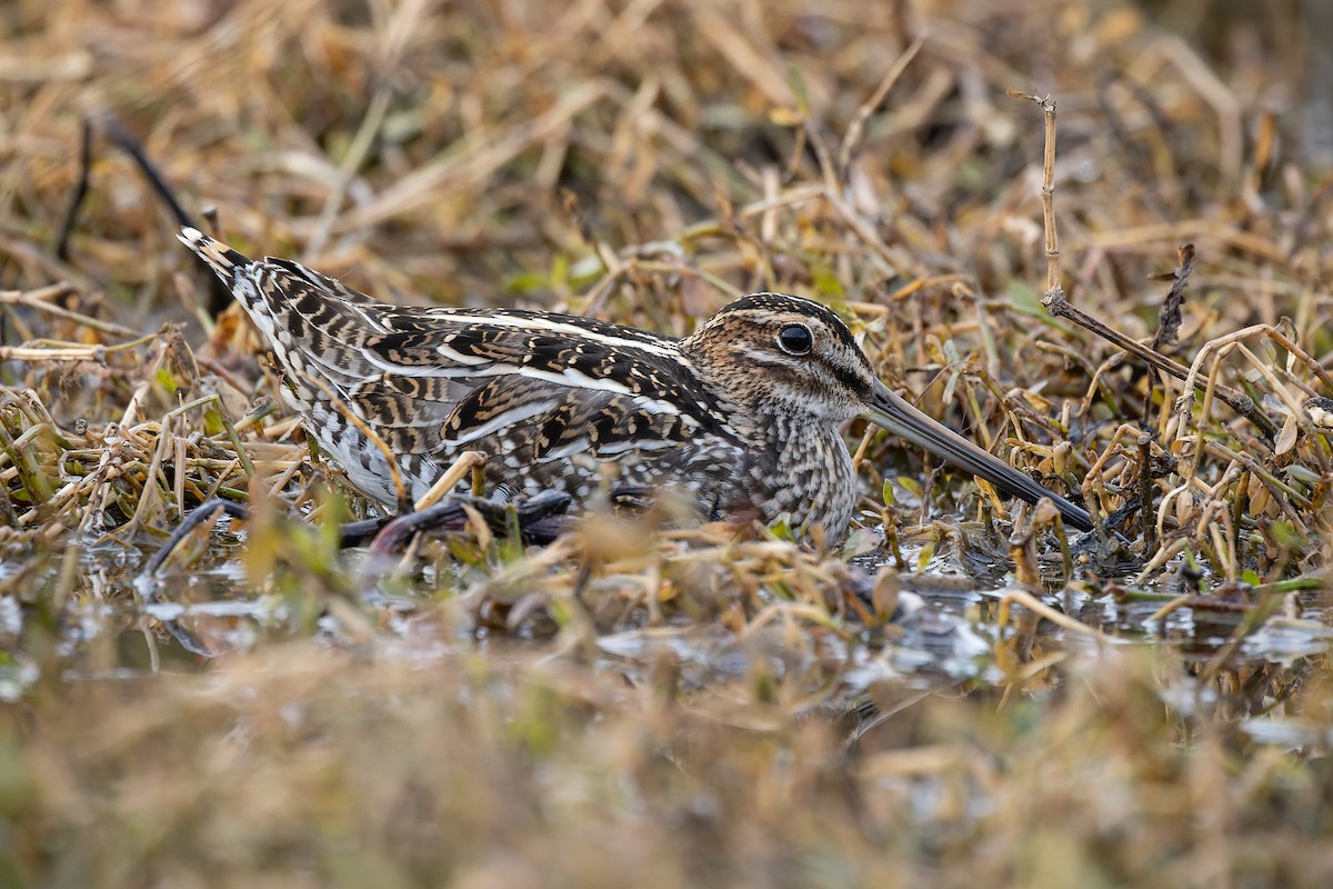 Wilson's Snipe - ML391800961