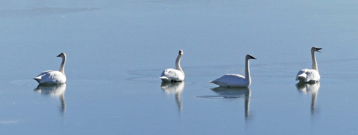 Trumpeter Swan - Tresa Moulton