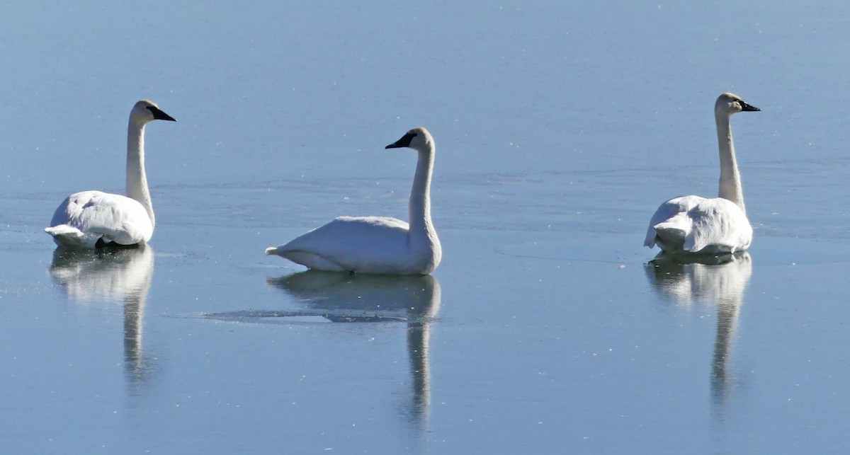 Trumpeter Swan - ML391803121