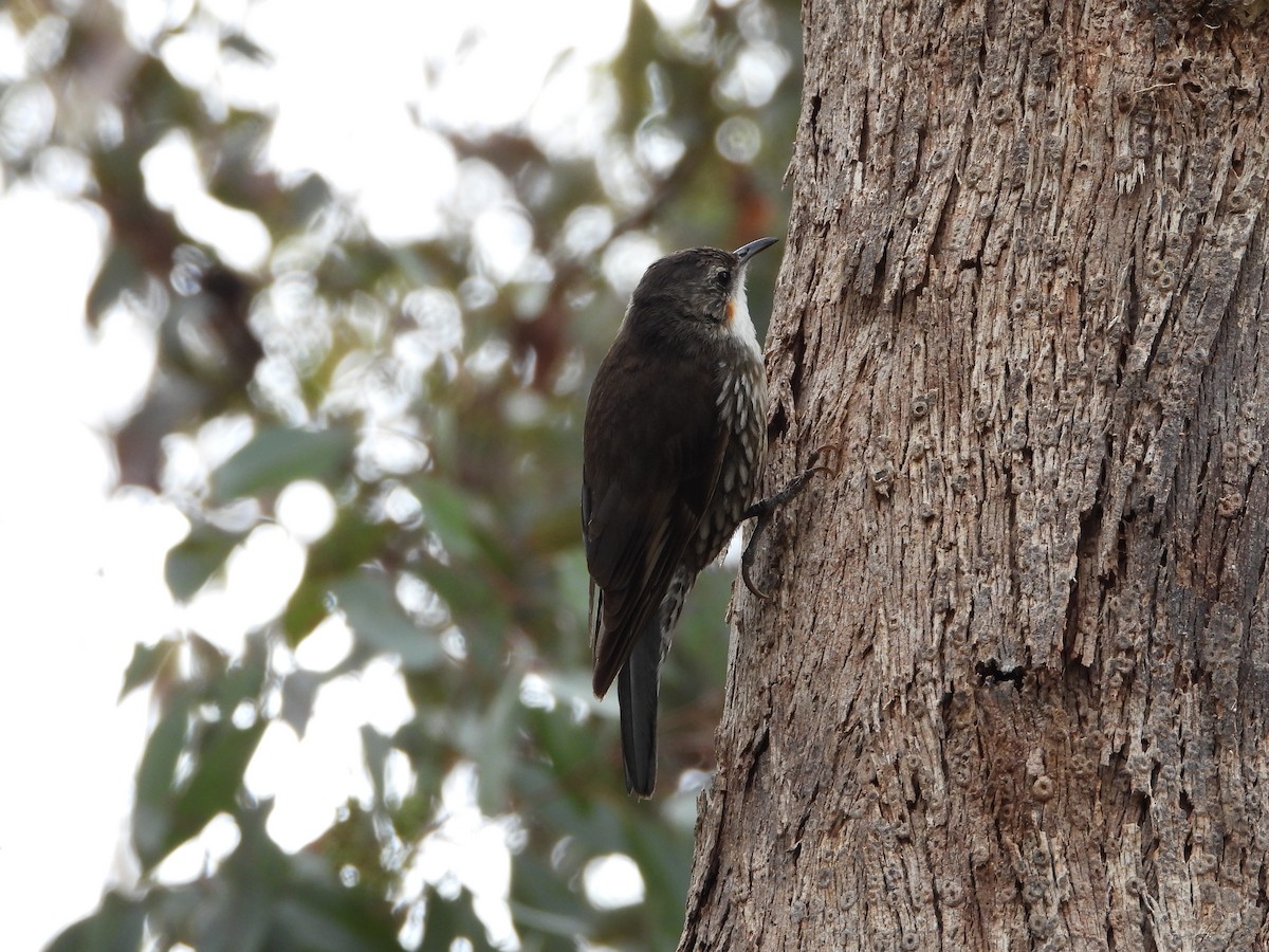 ノドジロキノボリ - ML391803551