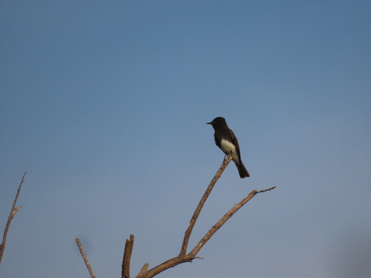 Black Phoebe - Annamaria Savarino