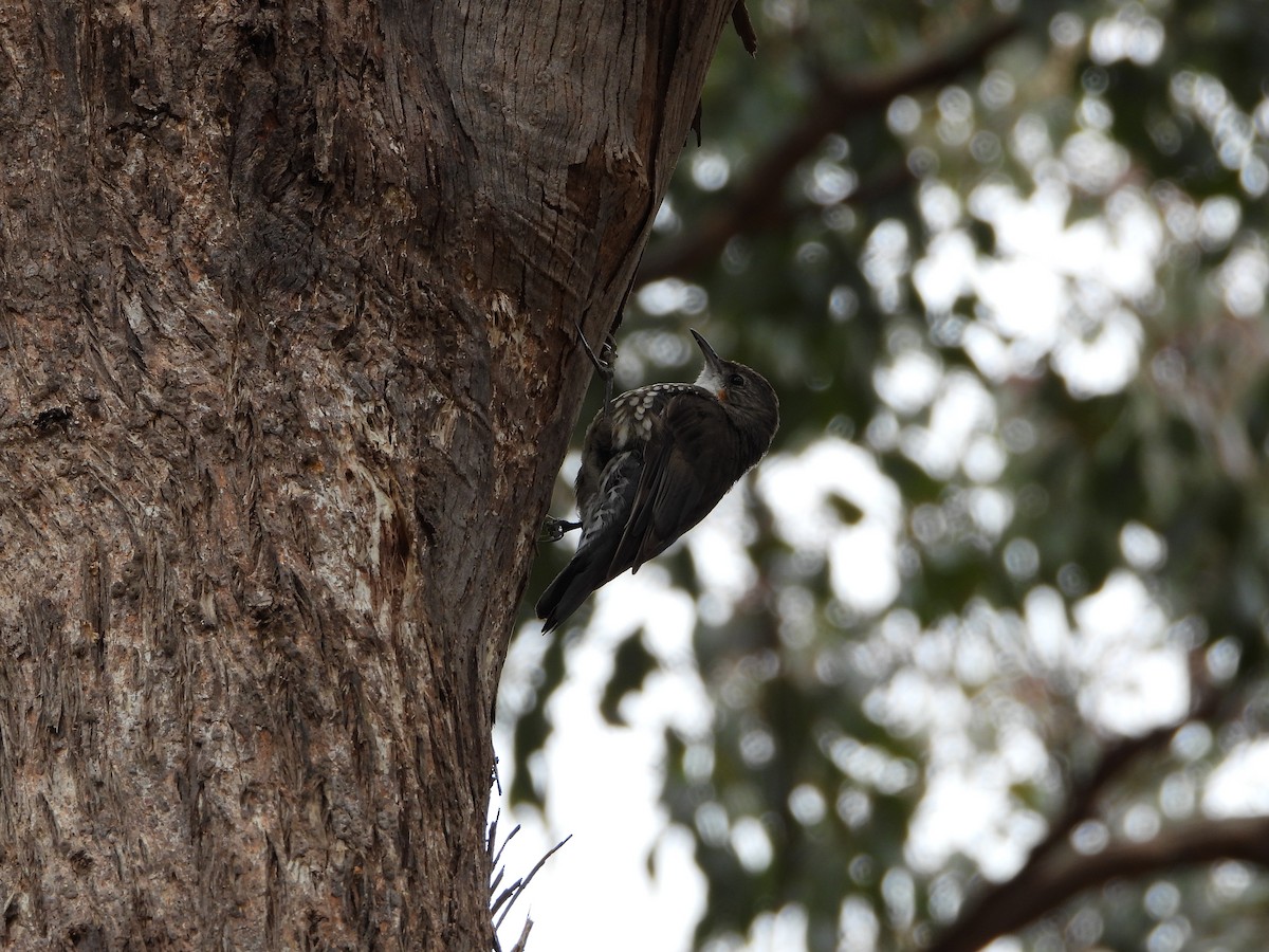 ノドジロキノボリ - ML391804001