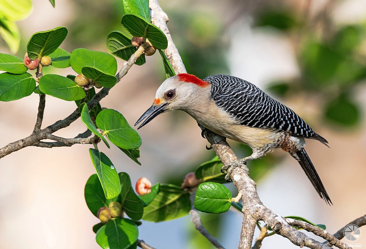 Golden-fronted Woodpecker (Velasquez's) - ML391804221