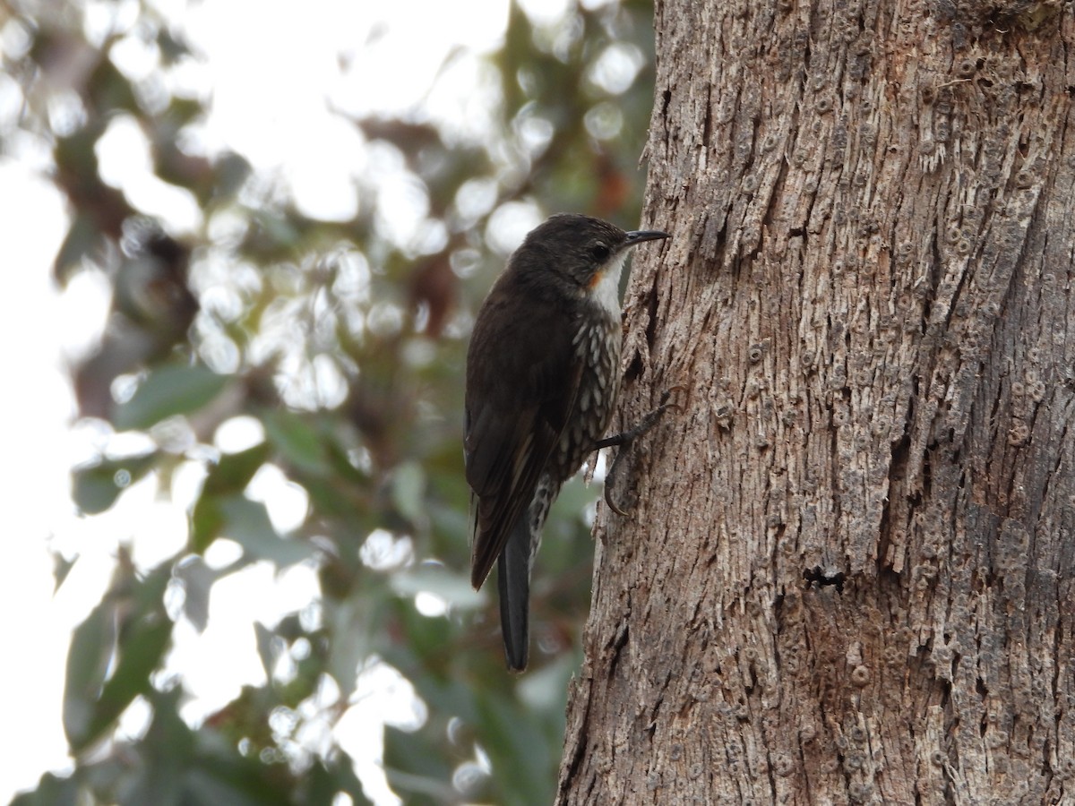 ノドジロキノボリ - ML391804371