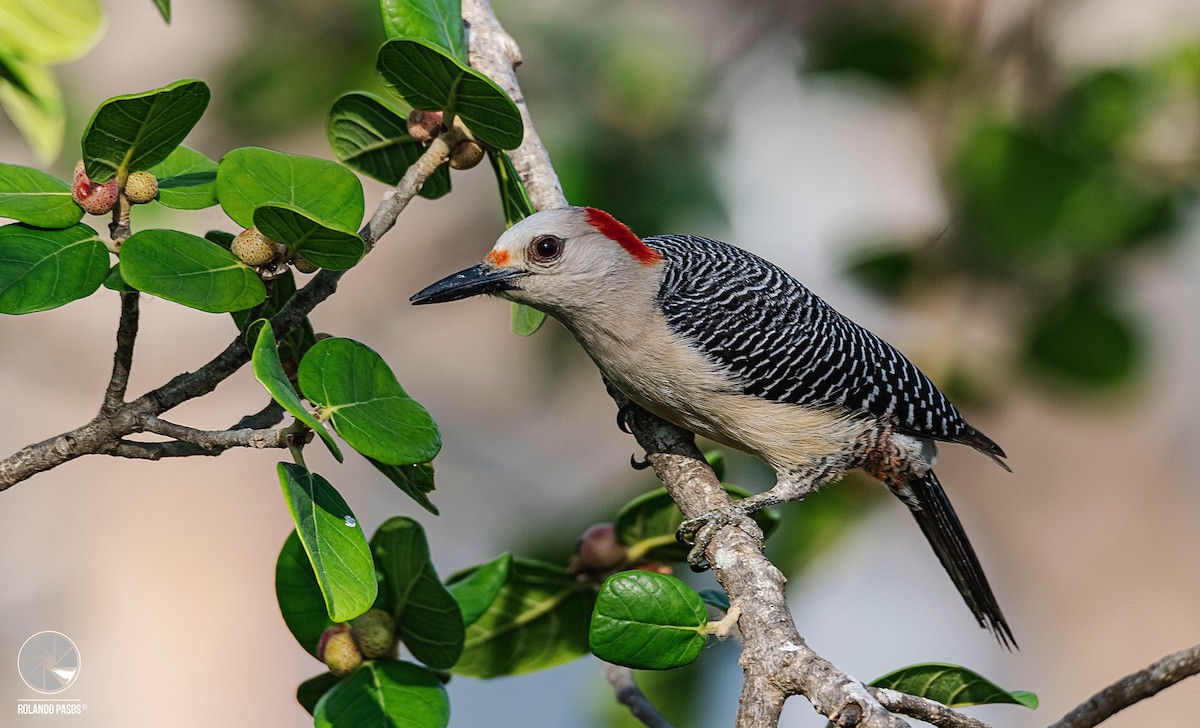 Golden-fronted Woodpecker (Velasquez's) - ML391804871