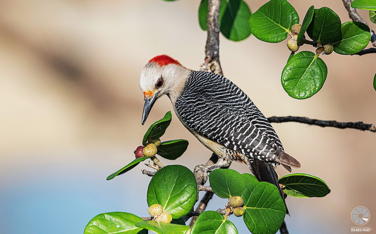 Golden-fronted Woodpecker (Velasquez's) - ML391804881