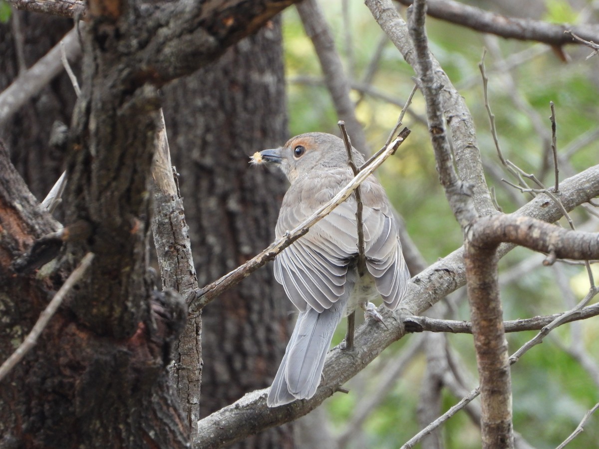 ハイイロモズツグミ - ML391804921