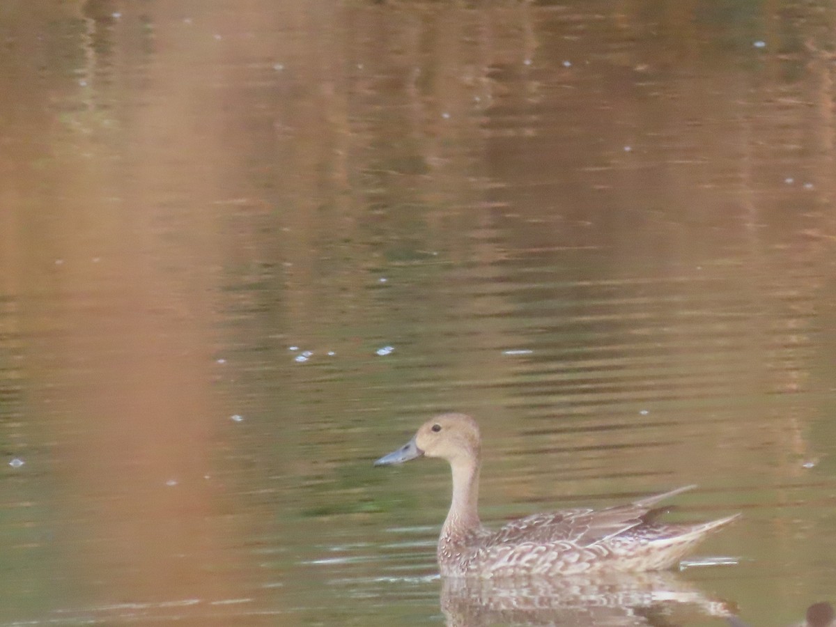 Northern Pintail - Annamaria Savarino