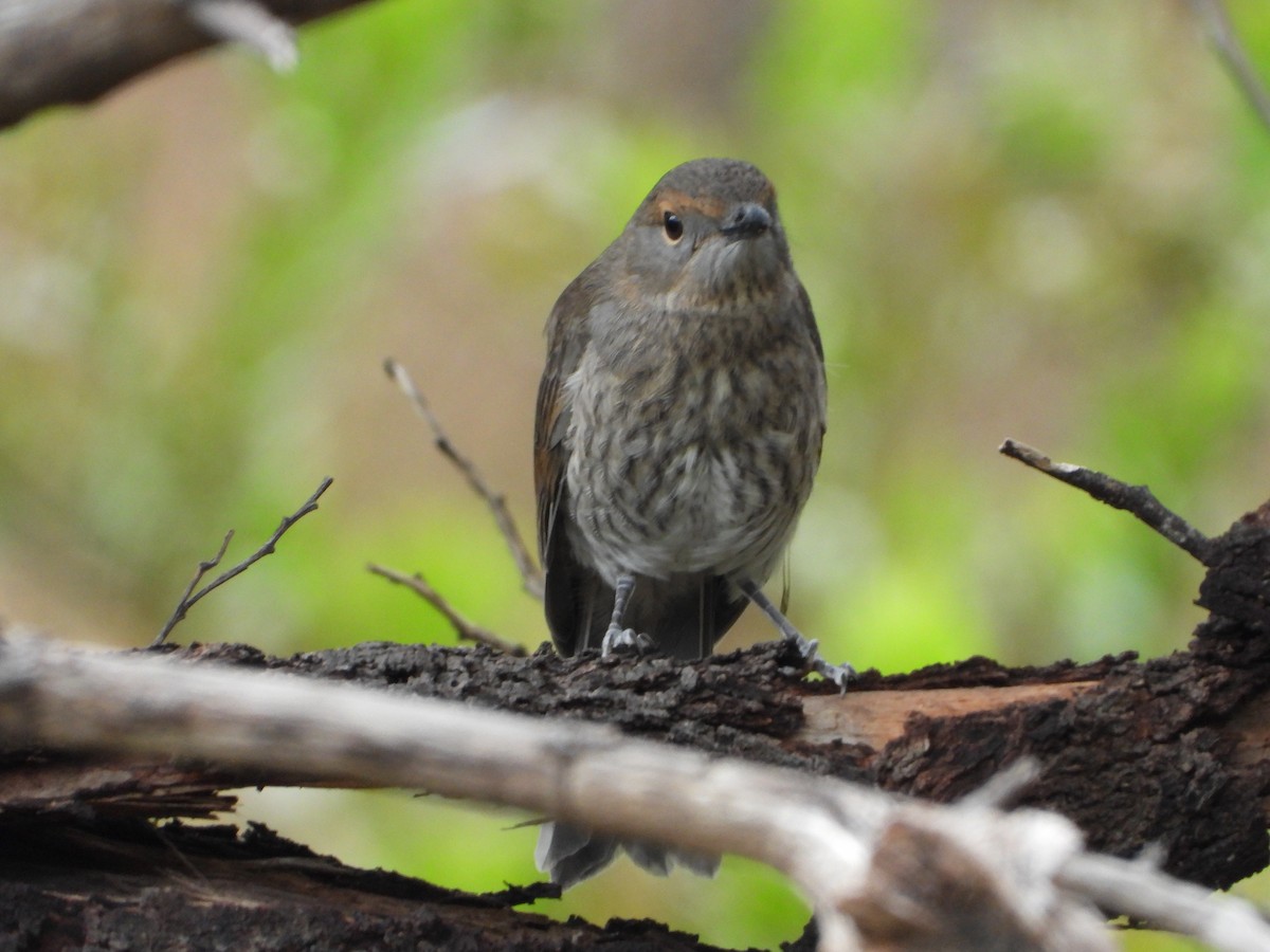 ハイイロモズツグミ - ML391805321