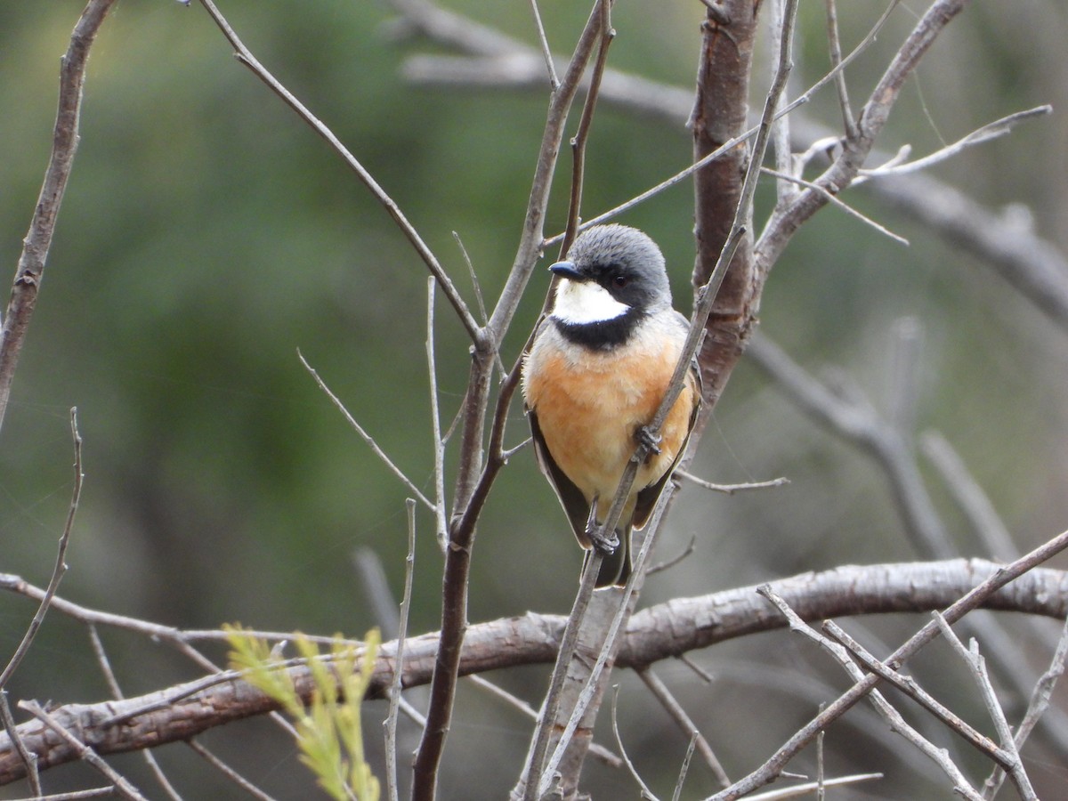 アカハラモズヒタキ - ML391805771