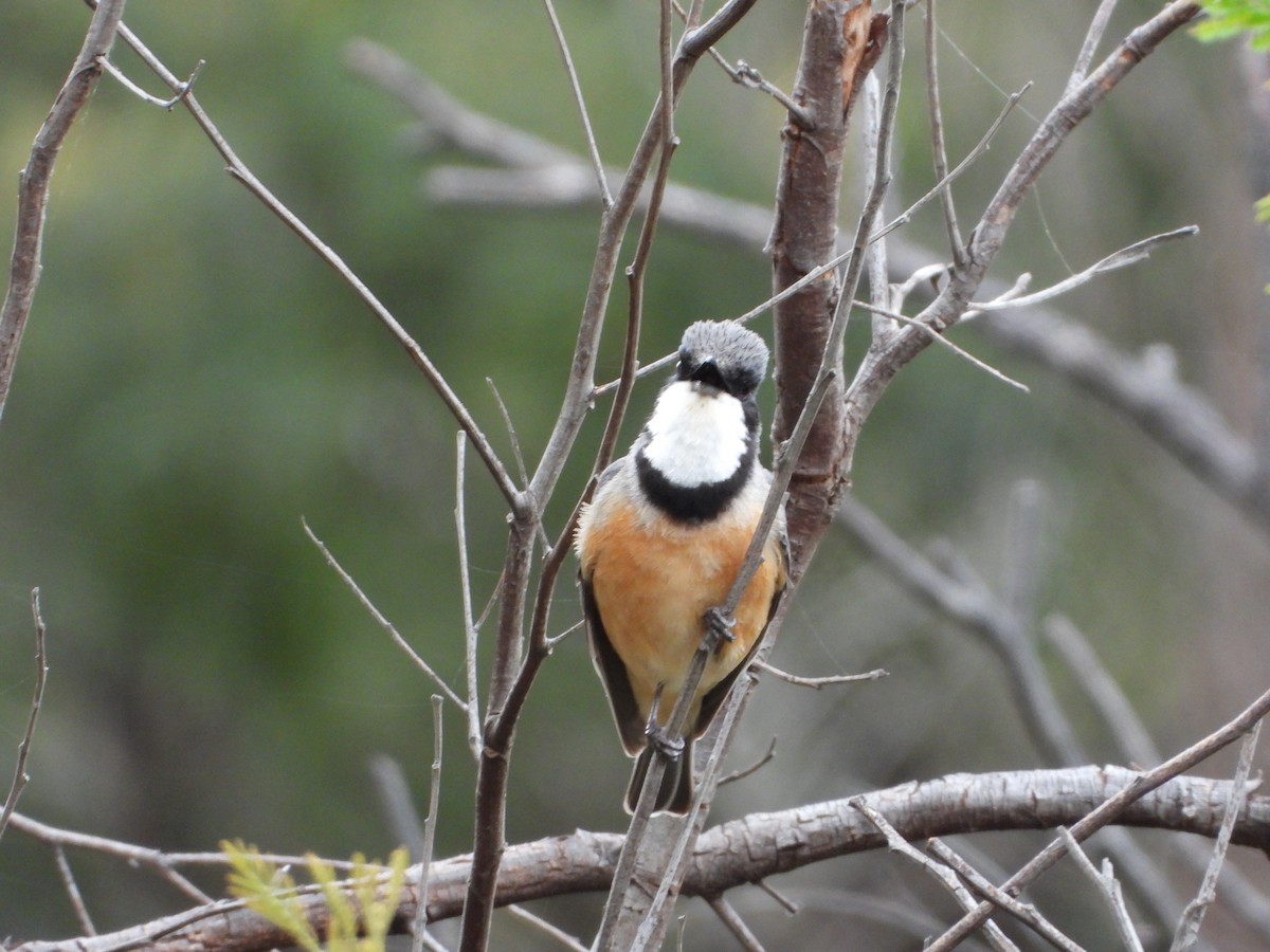 アカハラモズヒタキ - ML391805951