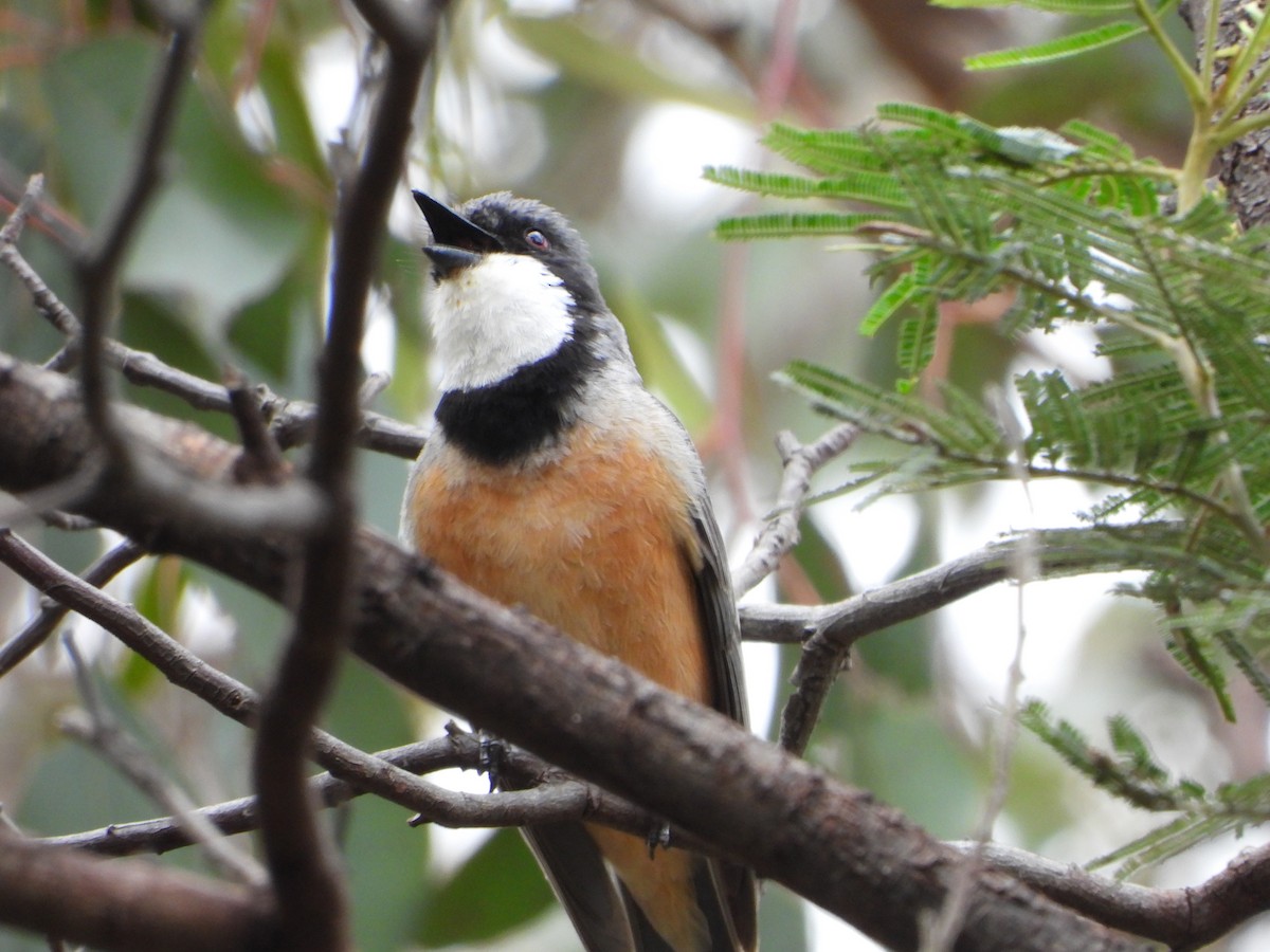 アカハラモズヒタキ - ML391806181