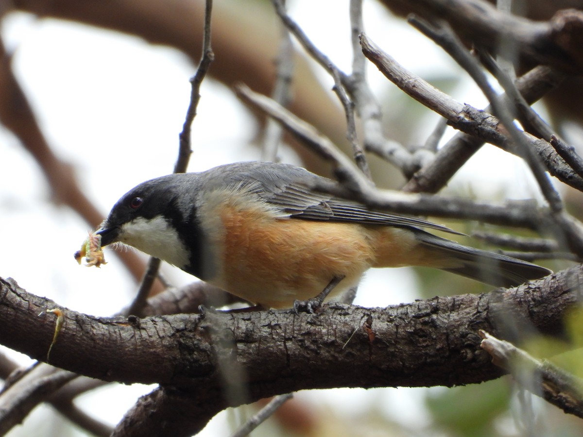 アカハラモズヒタキ - ML391806501