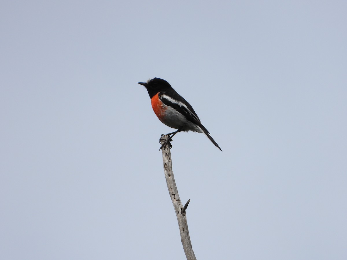 サンショクヒタキ - ML391806791