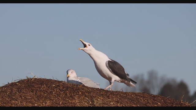 Great Black-backed Gull - ML391806851