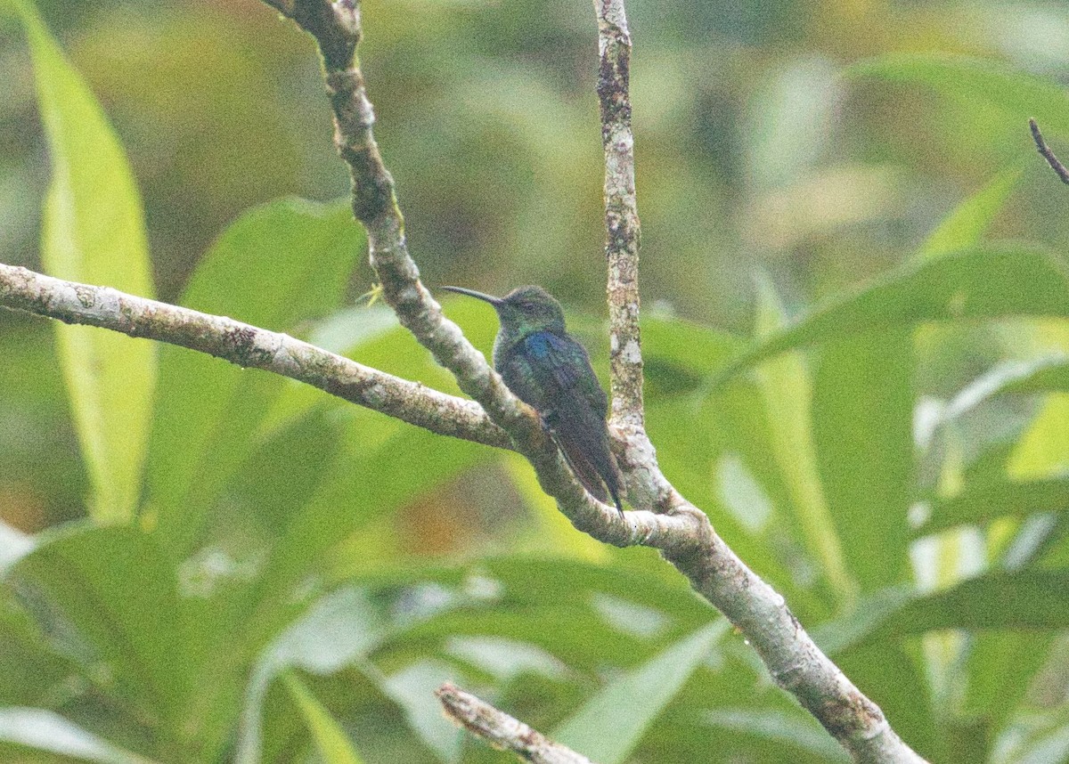 Crowned Woodnymph - ML391807641