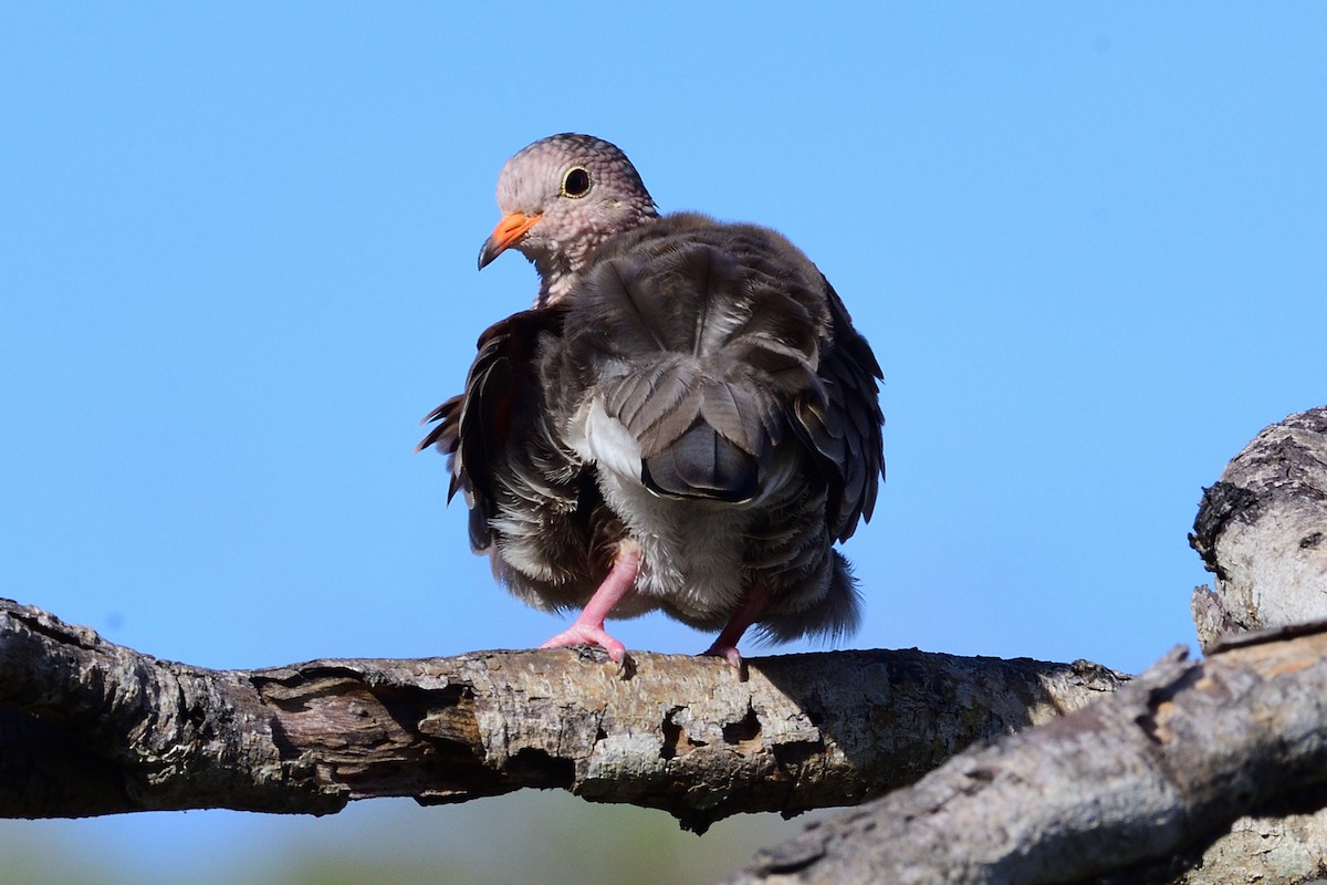 Common Ground Dove - ML391807991