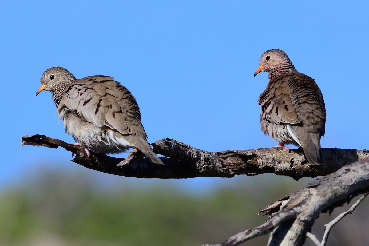 Common Ground Dove - ML391808021