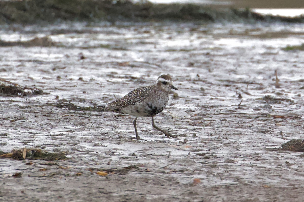 American Golden-Plover - ML391808211