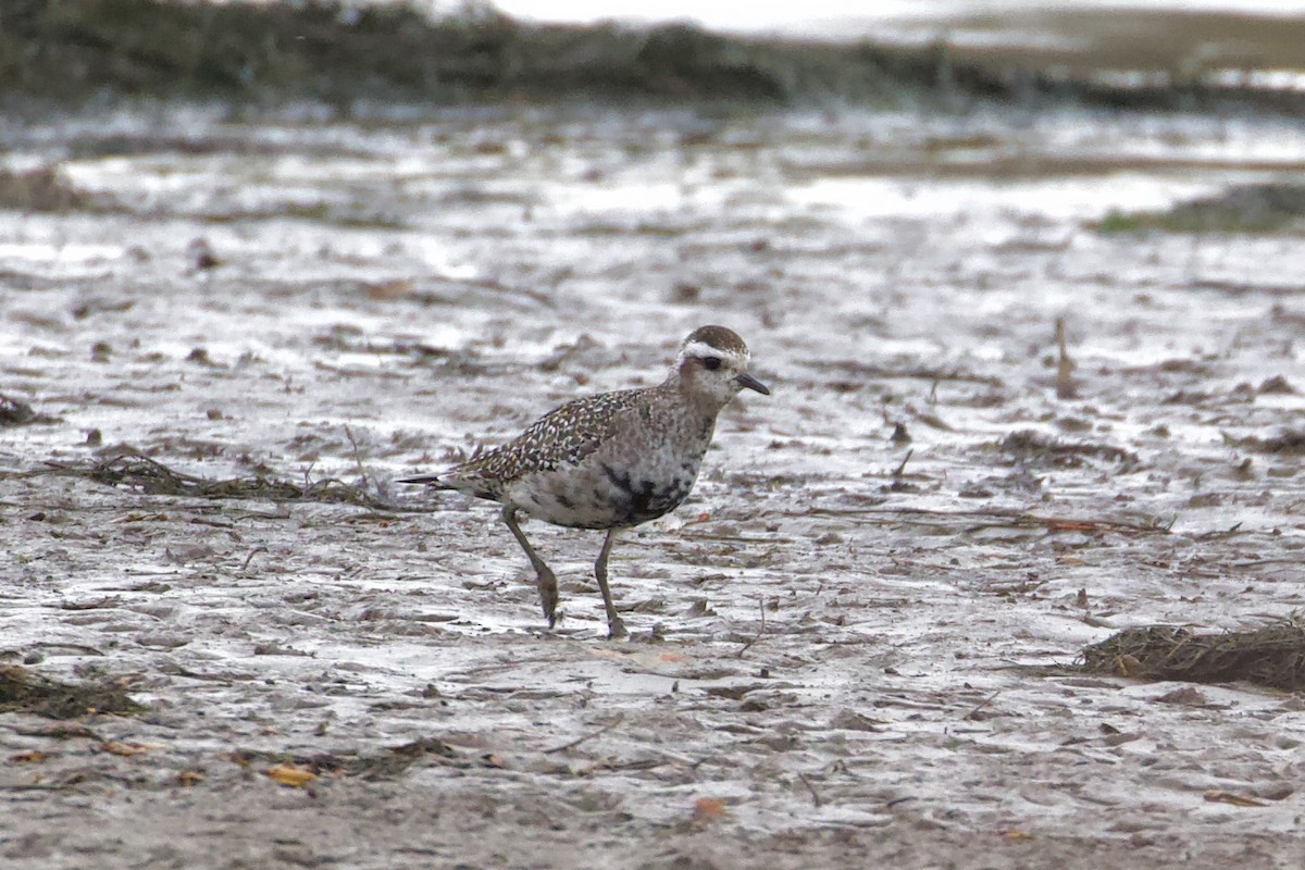 American Golden-Plover - Harumi Umi